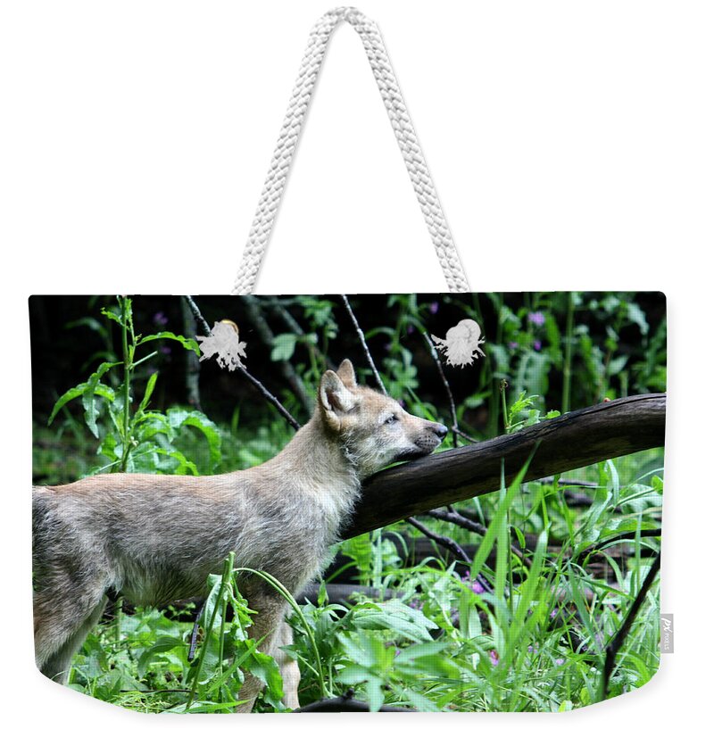 Wolf Weekender Tote Bag featuring the photograph Gray Wolf Pup #6 by Amanda Stadther