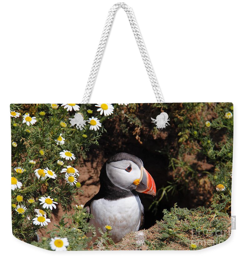 Puffins Weekender Tote Bag featuring the photograph Puffin #6 by Traci Law