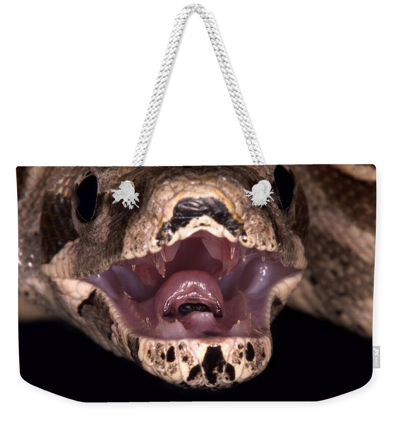 Amazon Weekender Tote Bag featuring the photograph Red-tail Boa Constrictor #6 by Paul Whitten