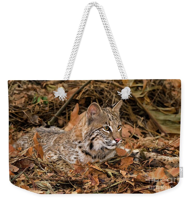 Bobcat Weekender Tote Bag featuring the photograph 611000006 Bobcat Felis Rufus Wildlife Rescue by Dave Welling