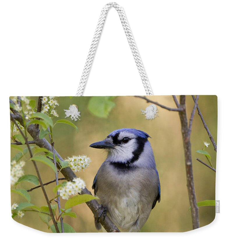Nature Weekender Tote Bag featuring the photograph Blue Jay #7 by Linda Freshwaters Arndt