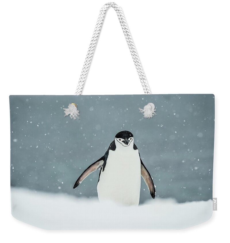 Antarctic Ocean Weekender Tote Bag featuring the photograph Chinstrap Penguin Pygoscelis #7 by Deb Garside