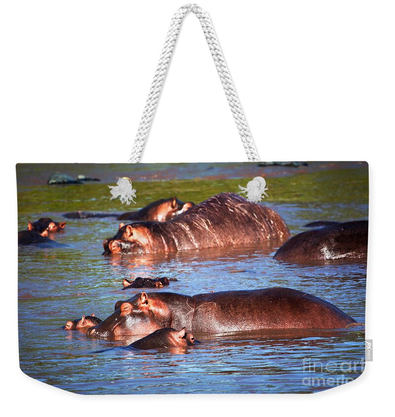 Hippo Weekender Tote Bag featuring the photograph Hippopotamus in river. Serengeti. Tanzania #7 by Michal Bednarek
