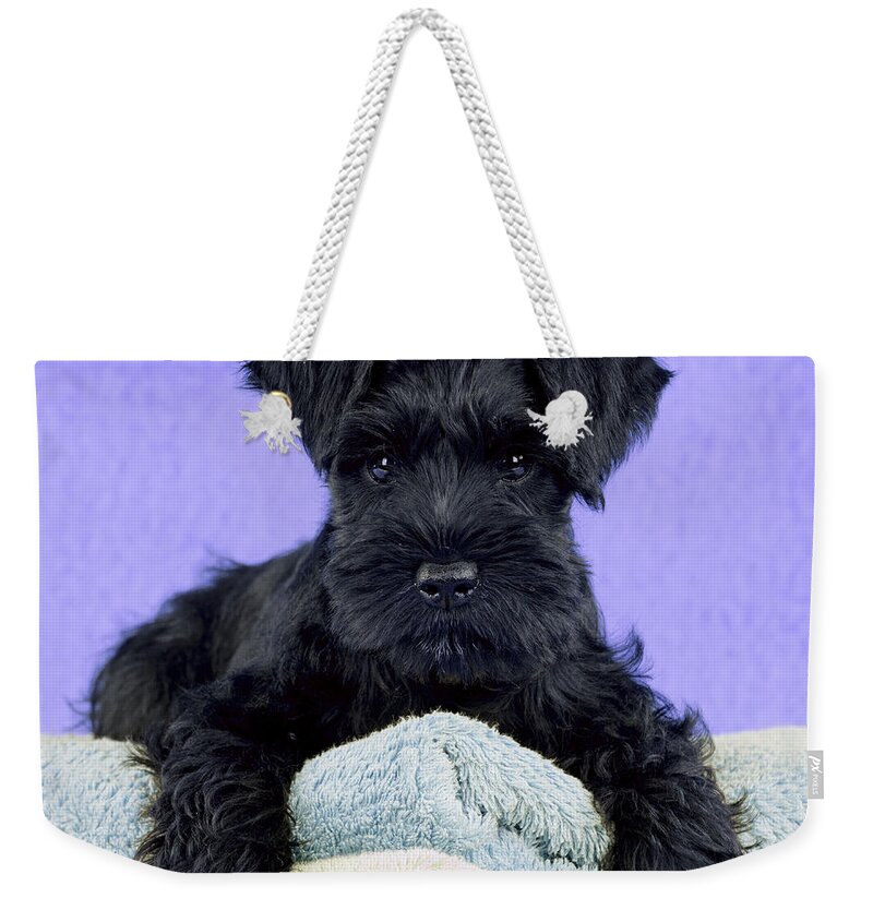 Dog Weekender Tote Bag featuring the photograph Miniature Schnauzer Puppy #7 by John Daniels