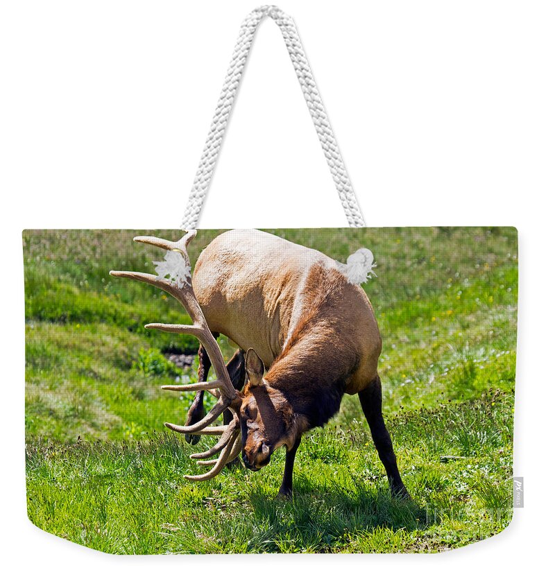 Bull Weekender Tote Bag featuring the photograph Wapiti Elk in Rocky Mountain National Park #7 by Fred Stearns