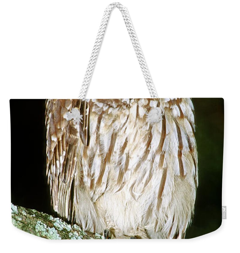 Barred Owl Weekender Tote Bag featuring the photograph Barred Owl #9 by Millard H. Sharp