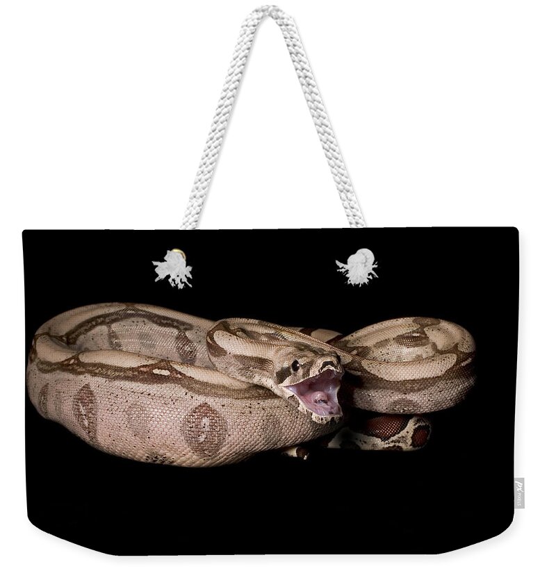 Amazon Weekender Tote Bag featuring the photograph Red-tail Boa Constrictor #9 by Paul Whitten