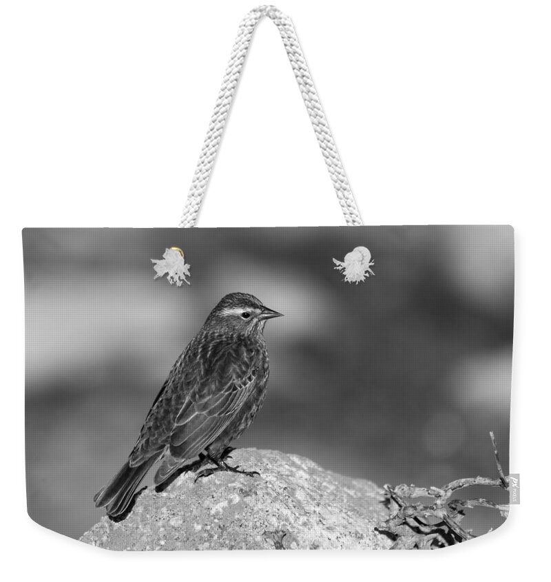 B&w Weekender Tote Bag featuring the photograph A Bird by Alexander Fedin