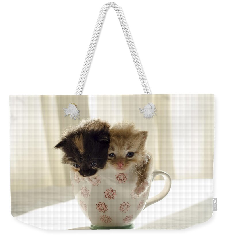 Cute Weekender Tote Bag featuring the photograph A cup of cuteness by Spikey Mouse Photography