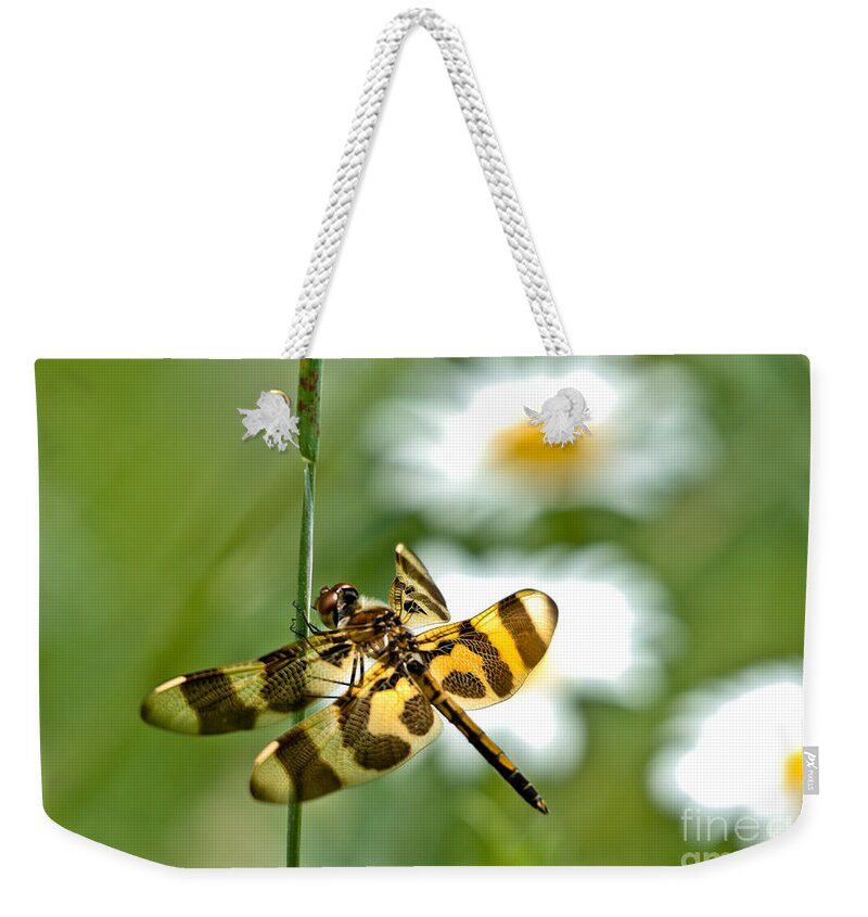 Halloween Pennant Dragonfly Weekender Tote Bag featuring the photograph A Dragonfly's Life by Cheryl Baxter