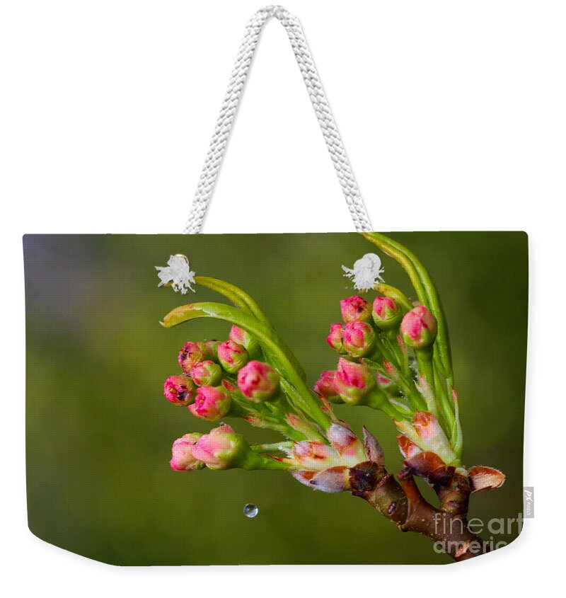 Cherry Blossoms Weekender Tote Bag featuring the photograph Cherry Blossom and A Drop of Water by Jeremy Hayden