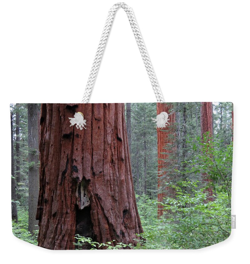 Calaveras State Park Weekender Tote Bag featuring the photograph A Forest of Giants by Laurel Powell