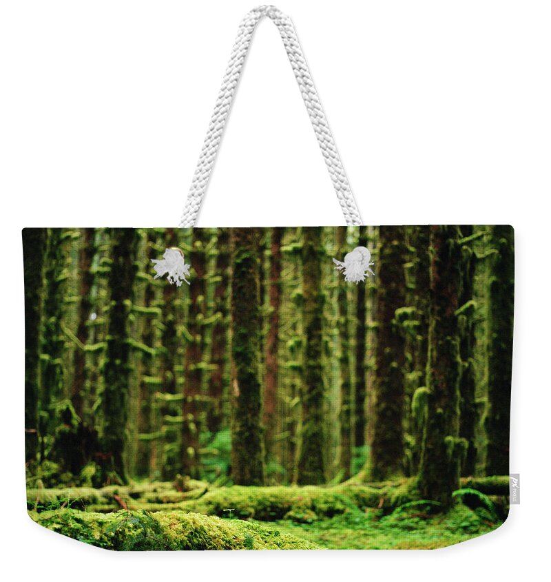 Tranquility Weekender Tote Bag featuring the photograph A Forest Of Moss by Danielle D. Hughson