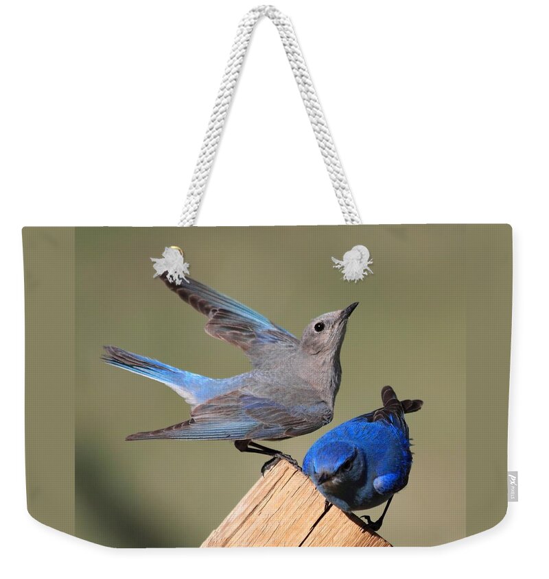Blue Birds Weekender Tote Bag featuring the photograph A Great Pair by Shane Bechler