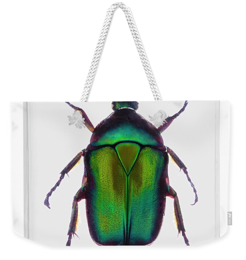 White Background Weekender Tote Bag featuring the photograph A Green Metallic Beetle In Clear Resin by Richard Boll