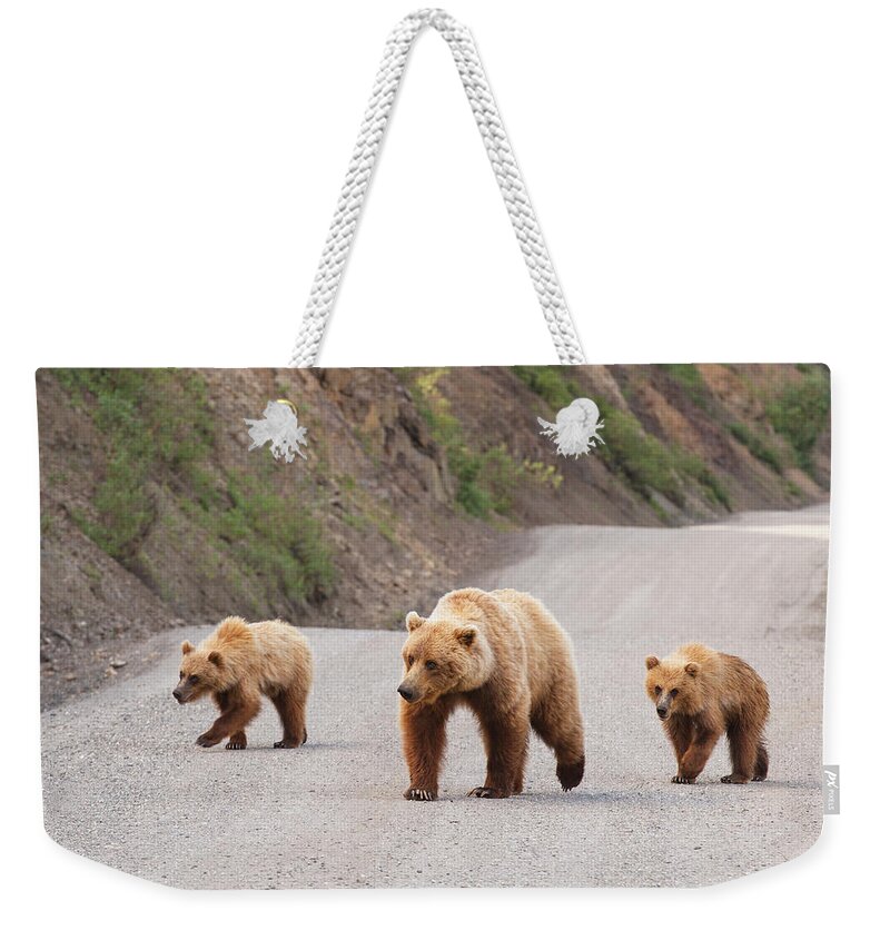Bear Cub Weekender Tote Bag featuring the photograph A Grizzly Bear Mother Two Cubs Are by Michael Jones / Design Pics