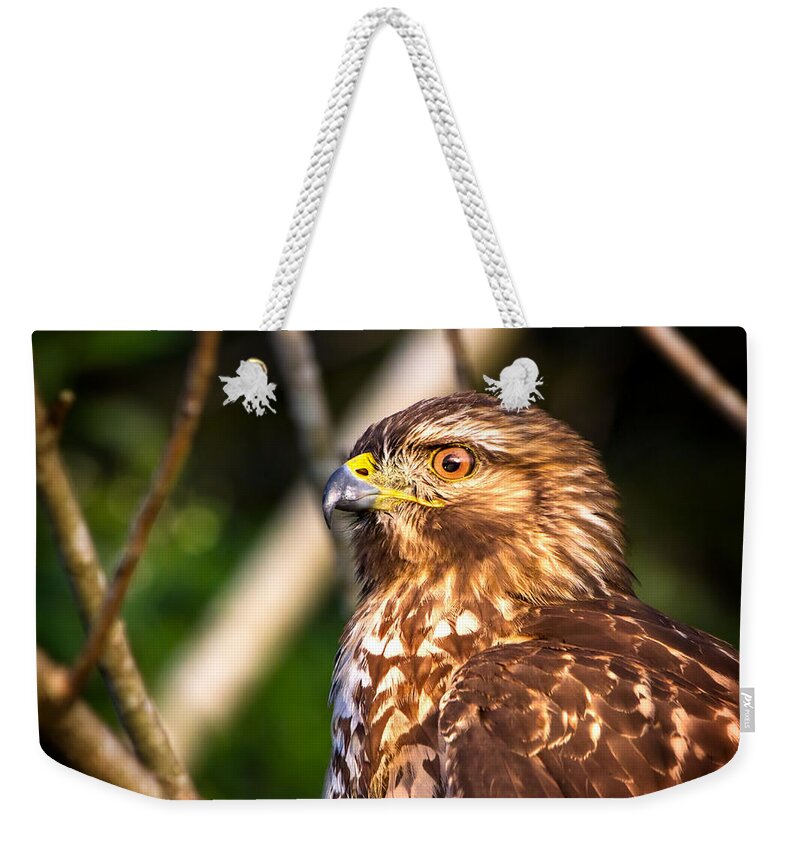 Red Shouldered Hawk Weekender Tote Bag featuring the photograph Hawk Eye by Mark Andrew Thomas