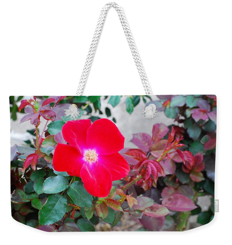 Rose Weekender Tote Bag featuring the photograph A Real Knockout by Connie Fox