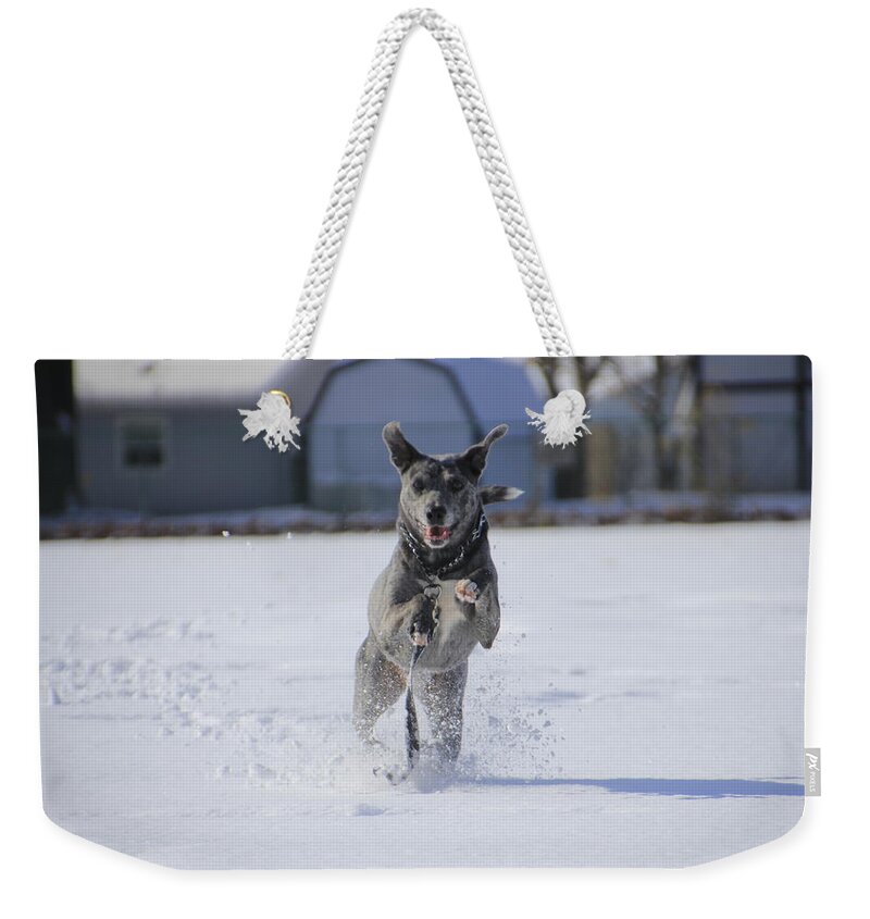 Louisiana Weekender Tote Bag featuring the photograph Catahoula Leopard Dog in Snow by Valerie Collins