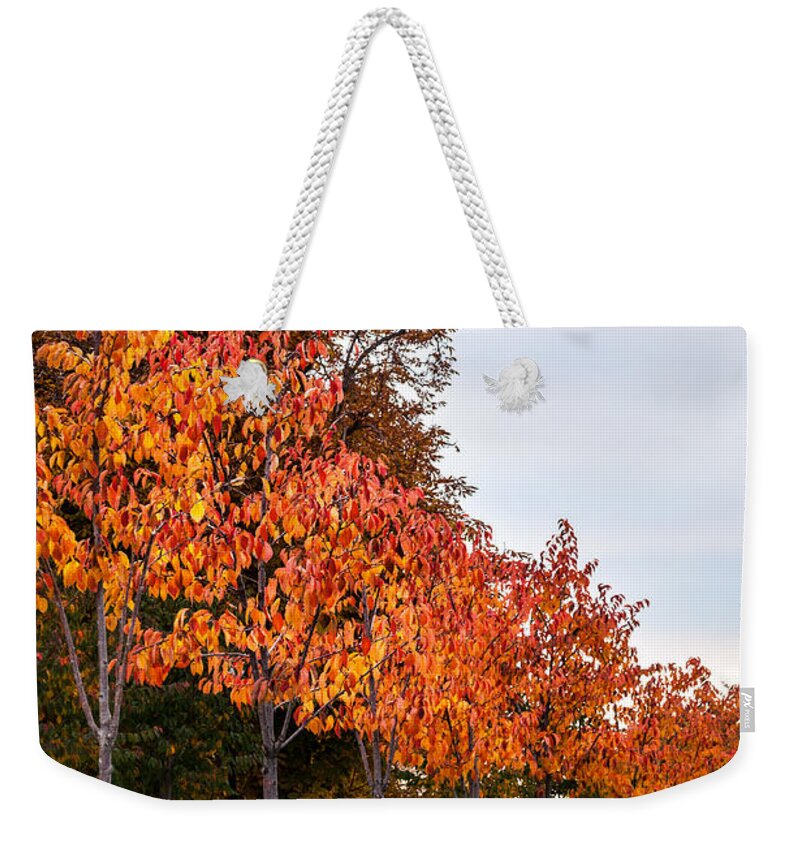 Autumn Weekender Tote Bag featuring the photograph A Row Of Autumn Trees by Denise Bird