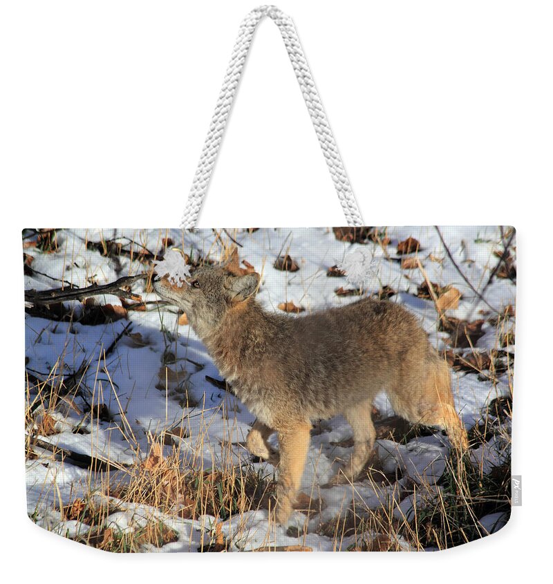 Coyote Weekender Tote Bag featuring the photograph A Sniff by Shane Bechler