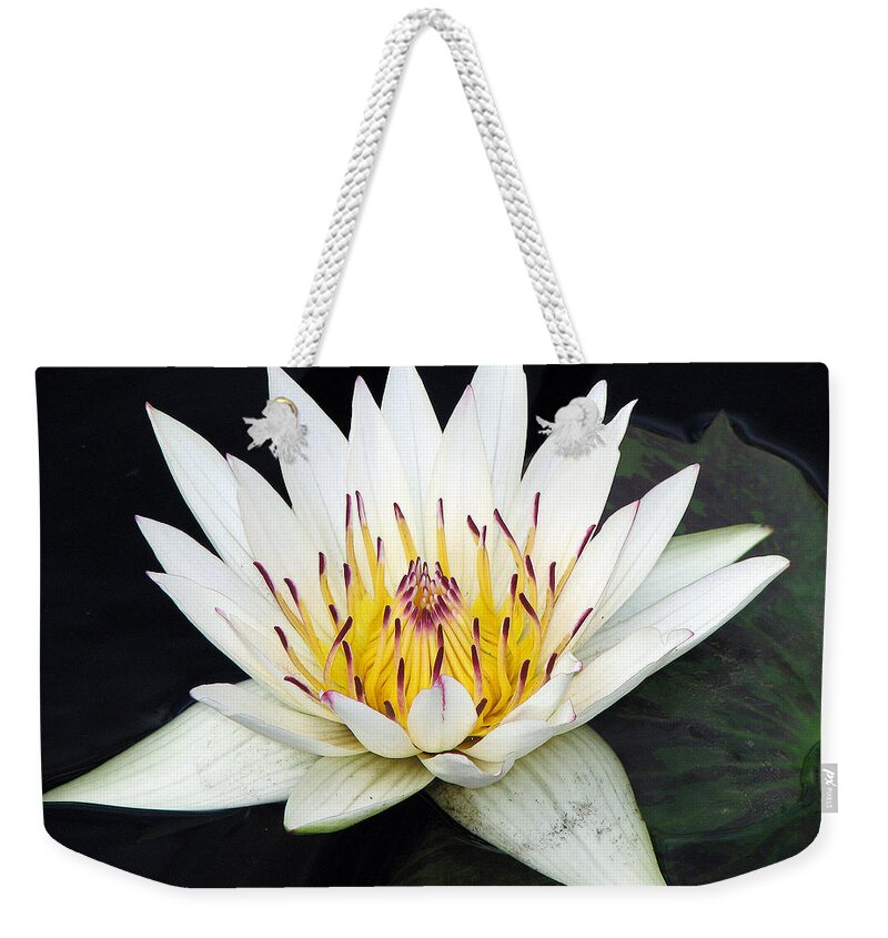 Water Lily Weekender Tote Bag featuring the photograph Botanical Beauty by Rick Locke - Out of the Corner of My Eye