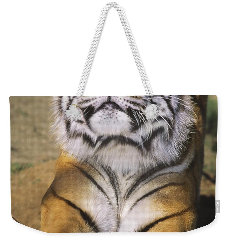 Siberian Tiger Weekender Tote Bag featuring the photograph A Tough Day Siberian Tiger Endangered Species Wildlife Rescue by Dave Welling