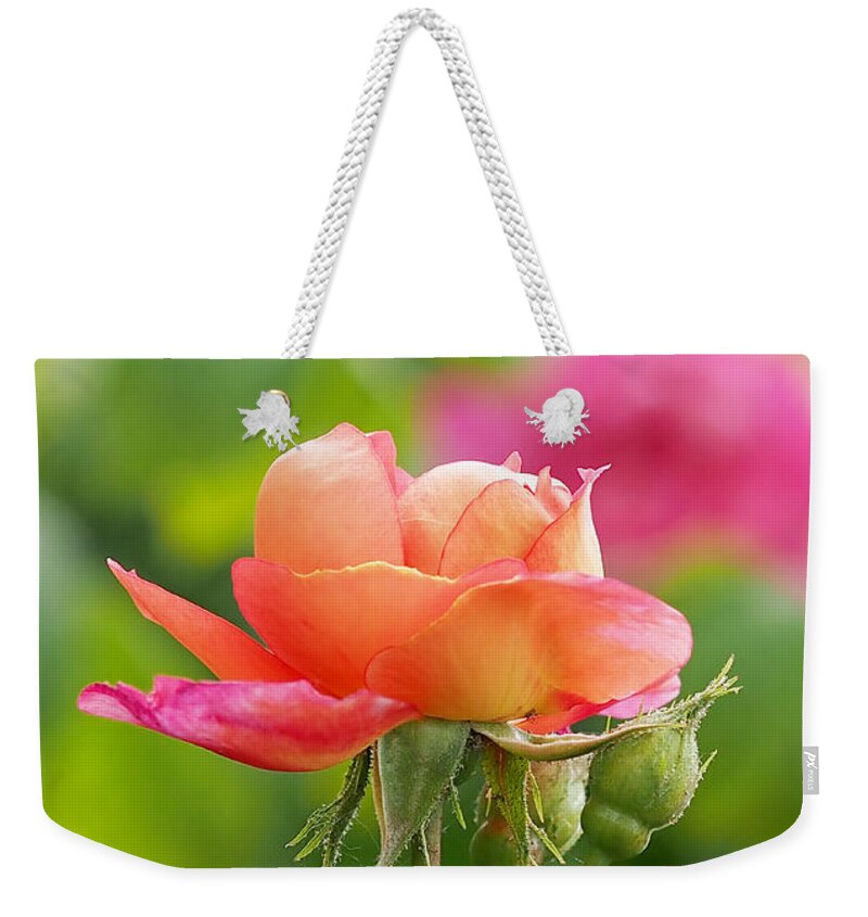 Rose Weekender Tote Bag featuring the photograph A Young Benjamin Britten Rose by Rona Black