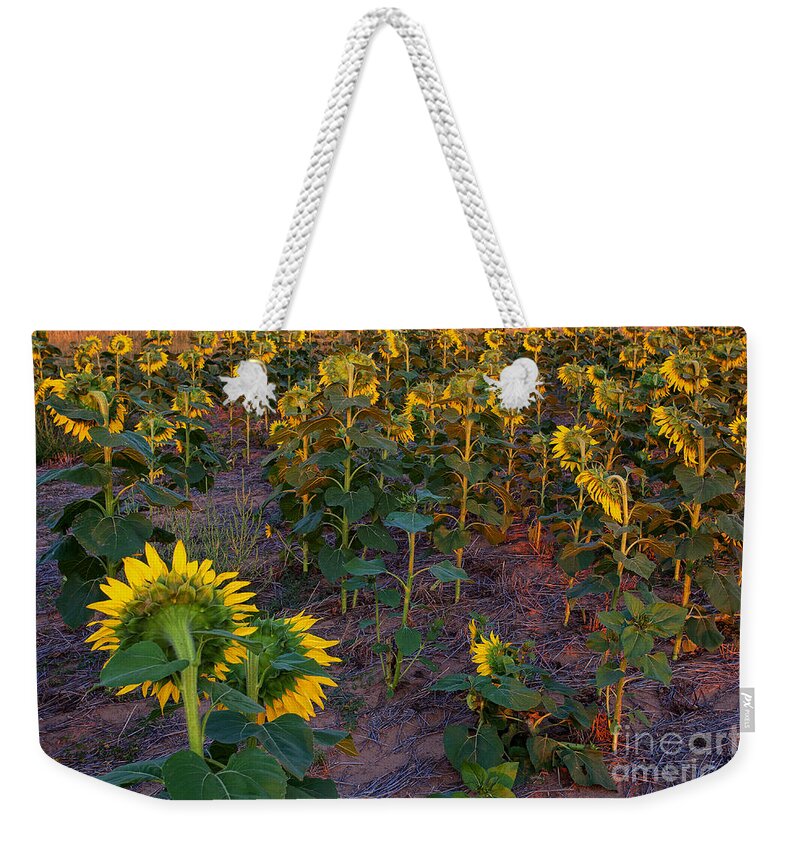 Flowers Weekender Tote Bag featuring the photograph About Face by Jim Garrison