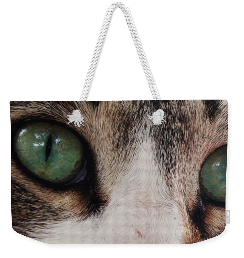 Cats Weekender Tote Bag featuring the photograph Absolute Honesty by Anita Dale Livaditis
