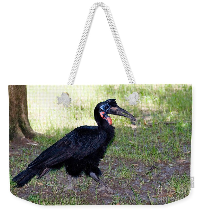 Fauna Weekender Tote Bag featuring the photograph Abyssinian Ground-hornbill by Gregory G. Dimijian