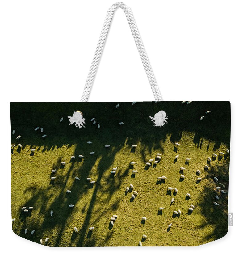 Grass Weekender Tote Bag featuring the photograph Aerial View Of Sheep Grazing by Jason Hosking