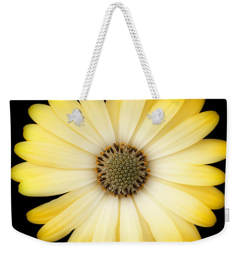 Daisy Weekender Tote Bag featuring the photograph African Daisy by Patty Colabuono