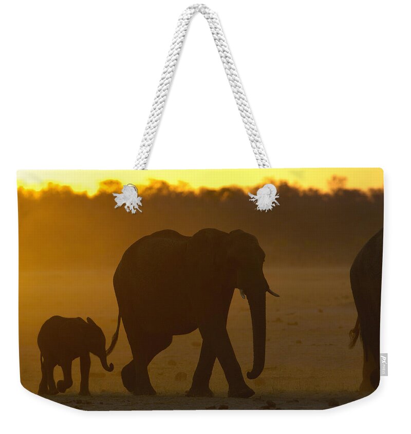 Feb0514 Weekender Tote Bag featuring the photograph African Elephant And Calf At Sunset by Pete Oxford