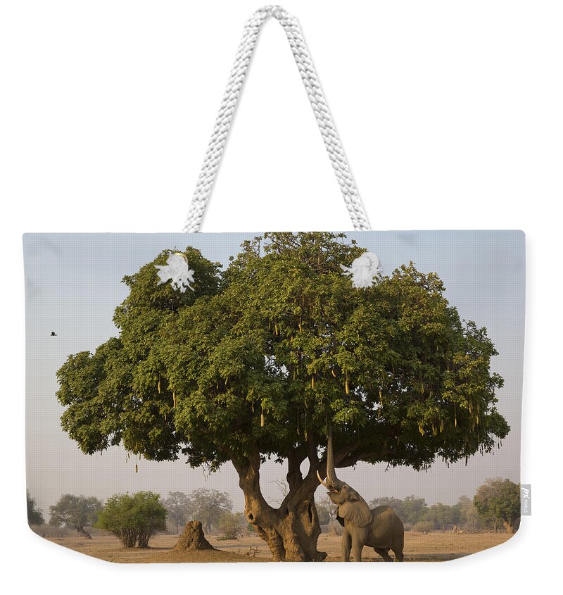 Nis Weekender Tote Bag featuring the photograph African Elephant Bull Browsing by Jez Bennett