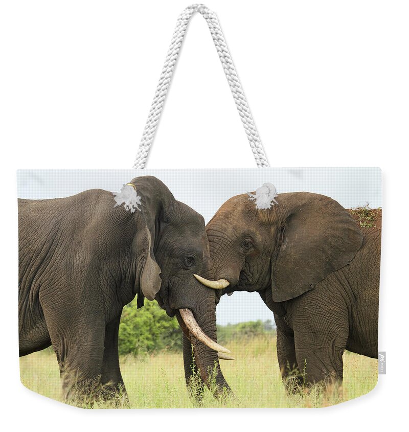 Perry De Graaf Weekender Tote Bag featuring the photograph African Elephant Bulls Play-fighting by Perry de Graaf