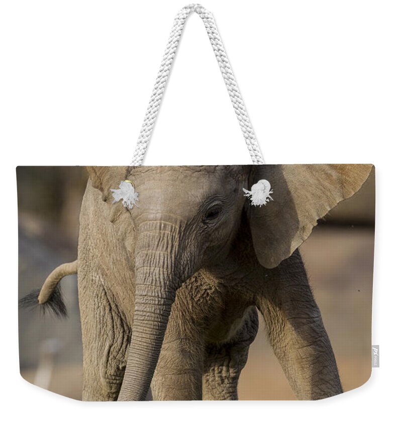 Feb0514 Weekender Tote Bag featuring the photograph African Elephant Calf Displaying by San Diego Zoo