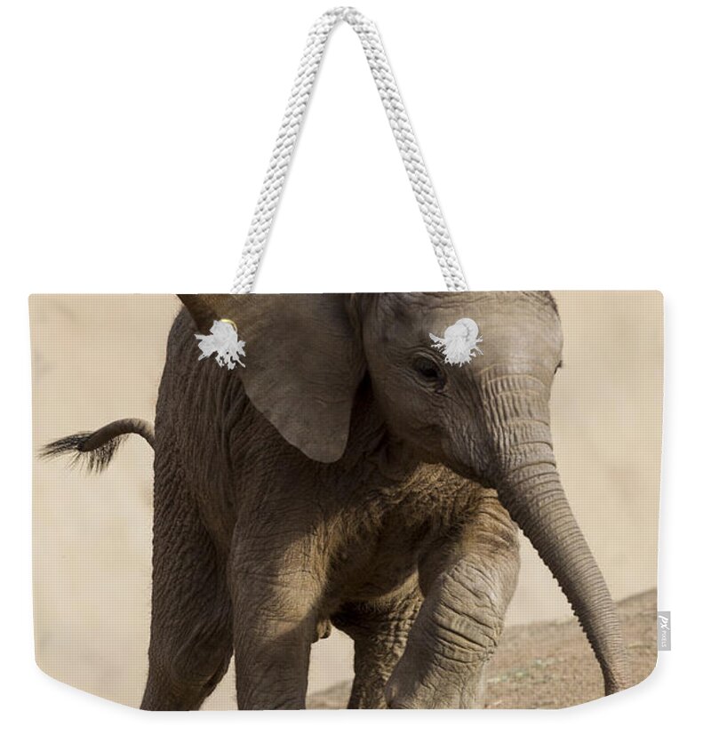 Feb0514 Weekender Tote Bag featuring the photograph African Elephant Calf Running by San Diego Zoo