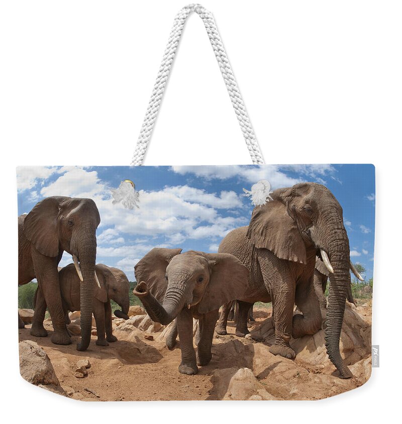 Feb0514 Weekender Tote Bag featuring the photograph African Elephant Herd Kenya by Tui De Roy
