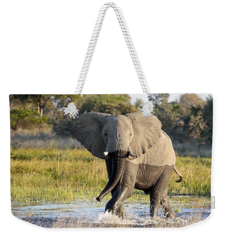 African Elephant Weekender Tote Bag featuring the photograph African Elephant mock-charging by Liz Leyden