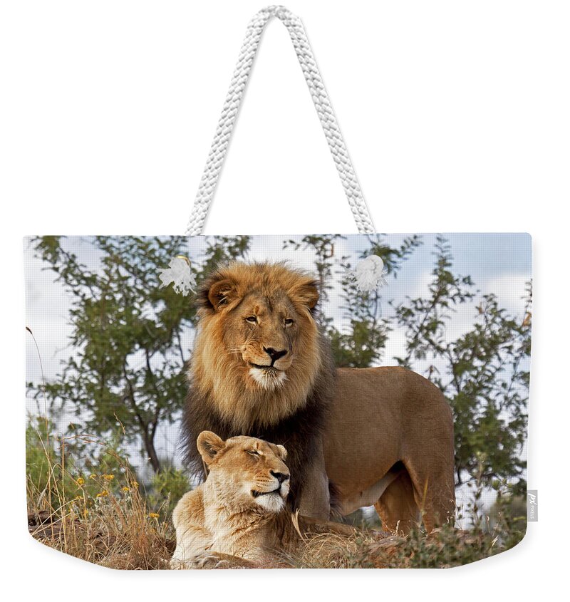 Nis Weekender Tote Bag featuring the photograph African Lion And Lioness Botswana by Erik Joosten