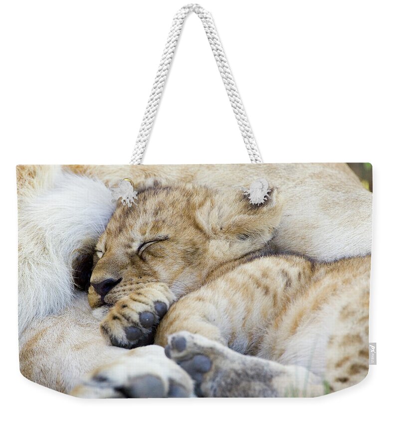 00761283 Weekender Tote Bag featuring the photograph African Lion Cub Sleeping by Suzi Eszterhas