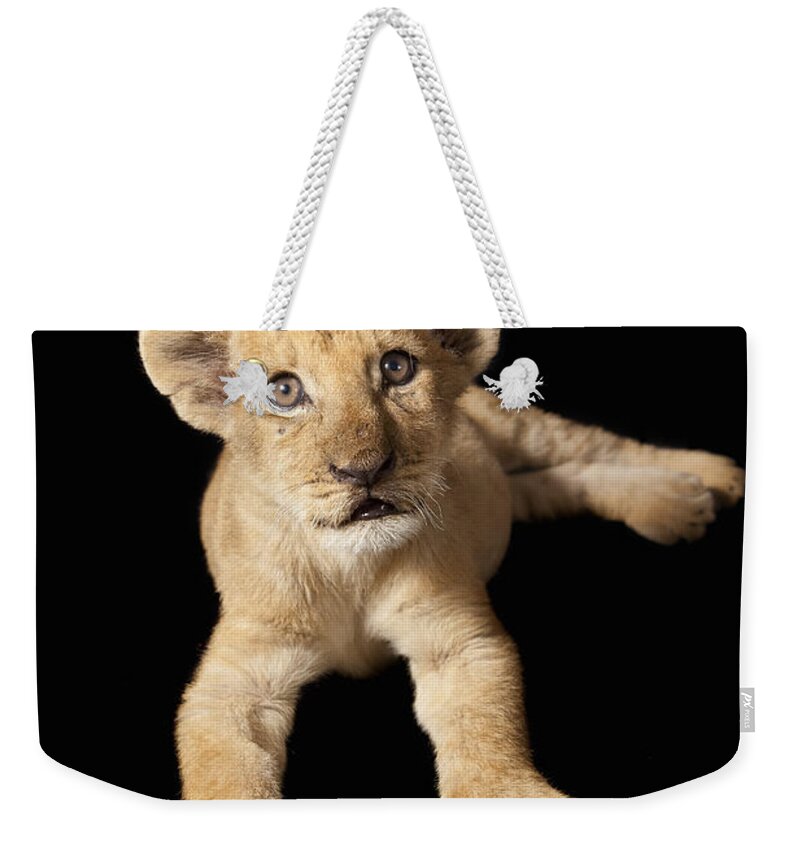 Feb0514 Weekender Tote Bag featuring the photograph African Lion Cub Zimbabwe by Michael Durham