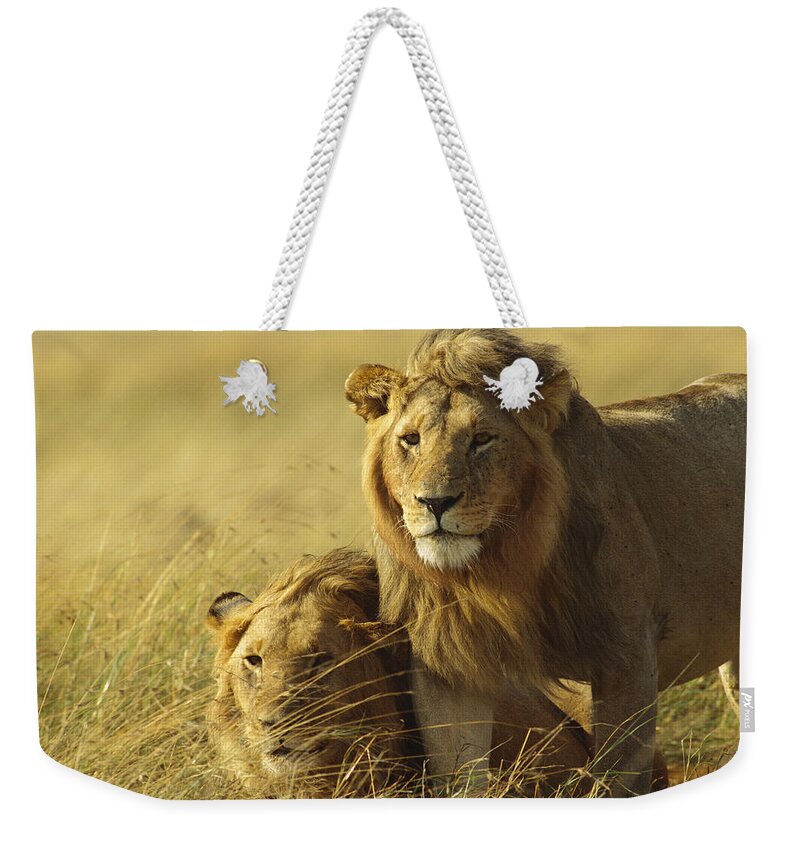 Feb0514 Weekender Tote Bag featuring the photograph African Lion Juvenile Males Masai Mara by Gerry Ellis