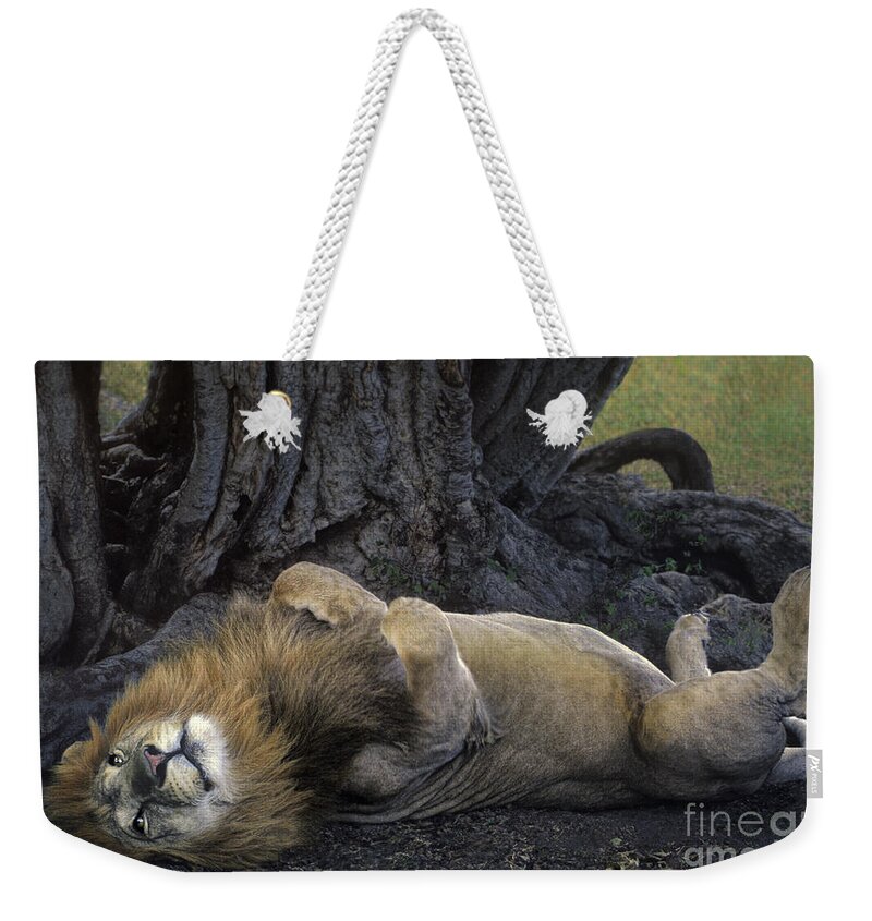 Dave Welling Weekender Tote Bag featuring the photograph African Lion Panthera Leo Wild Kenya by Dave Welling