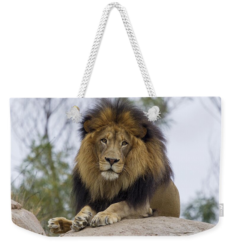 534529 Weekender Tote Bag featuring the photograph African Lion by Zssd