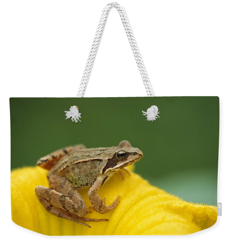 Feb0514 Weekender Tote Bag featuring the photograph Agile Frog On Flower Bavaria by Konrad Wothe
