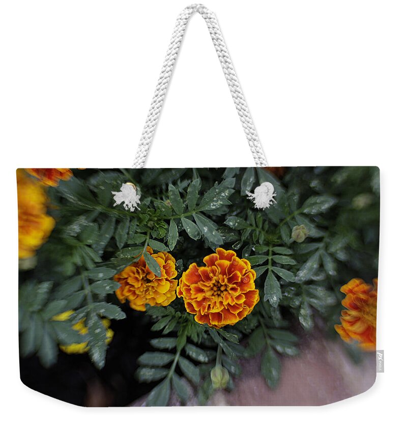 Flowers Weekender Tote Bag featuring the photograph Aidan's Marigolds by Jean Macaluso