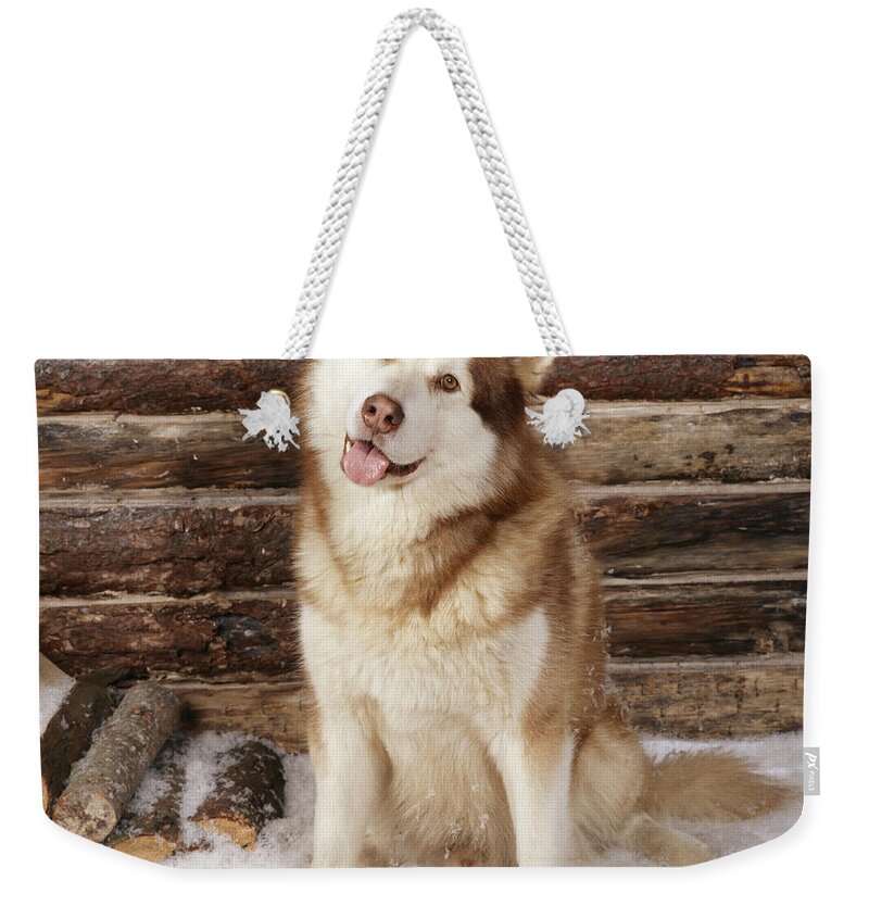 Alaskan Malamute Weekender Tote Bag featuring the photograph Alaskan Malamute Dog by John Daniels