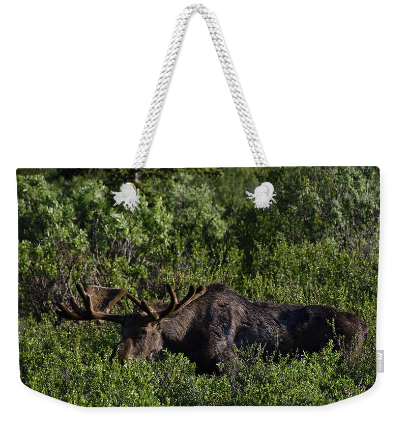 Penny Lisowski Weekender Tote Bag featuring the photograph Alaskan Moose II by Penny Lisowski